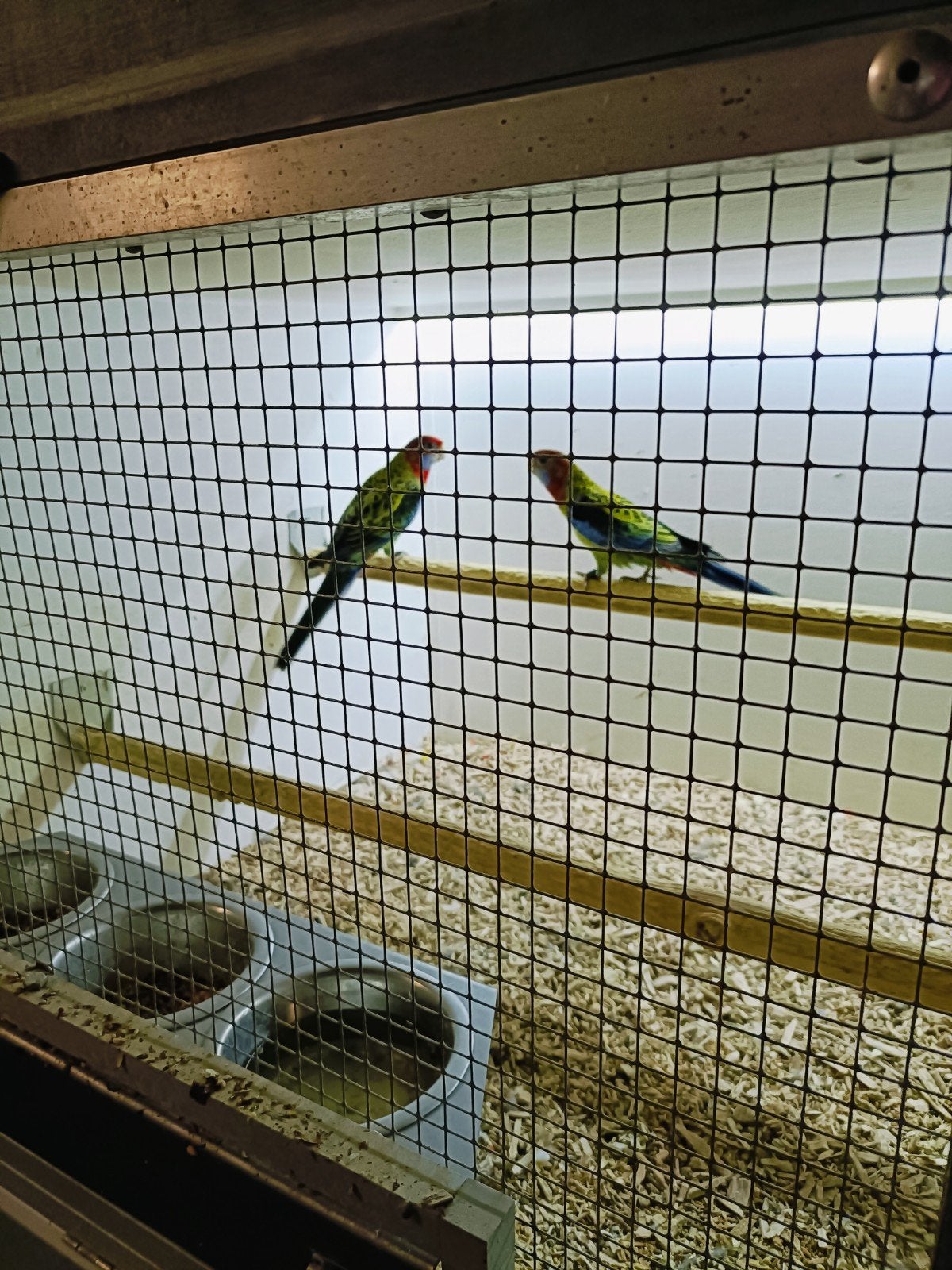 Rosella's, Dieren en Toebehoren, Meerdere dieren, Parkiet