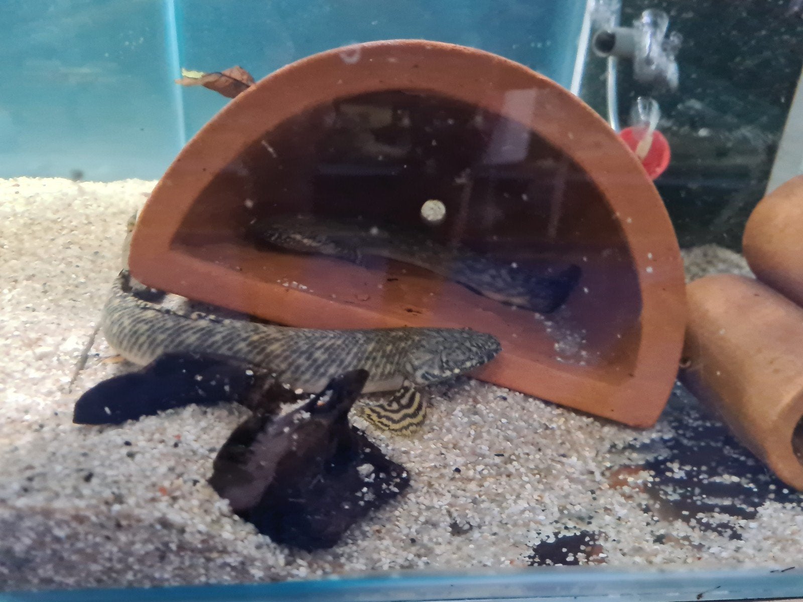 Polypterus Ornatipinnis, Kwastvinsnoek