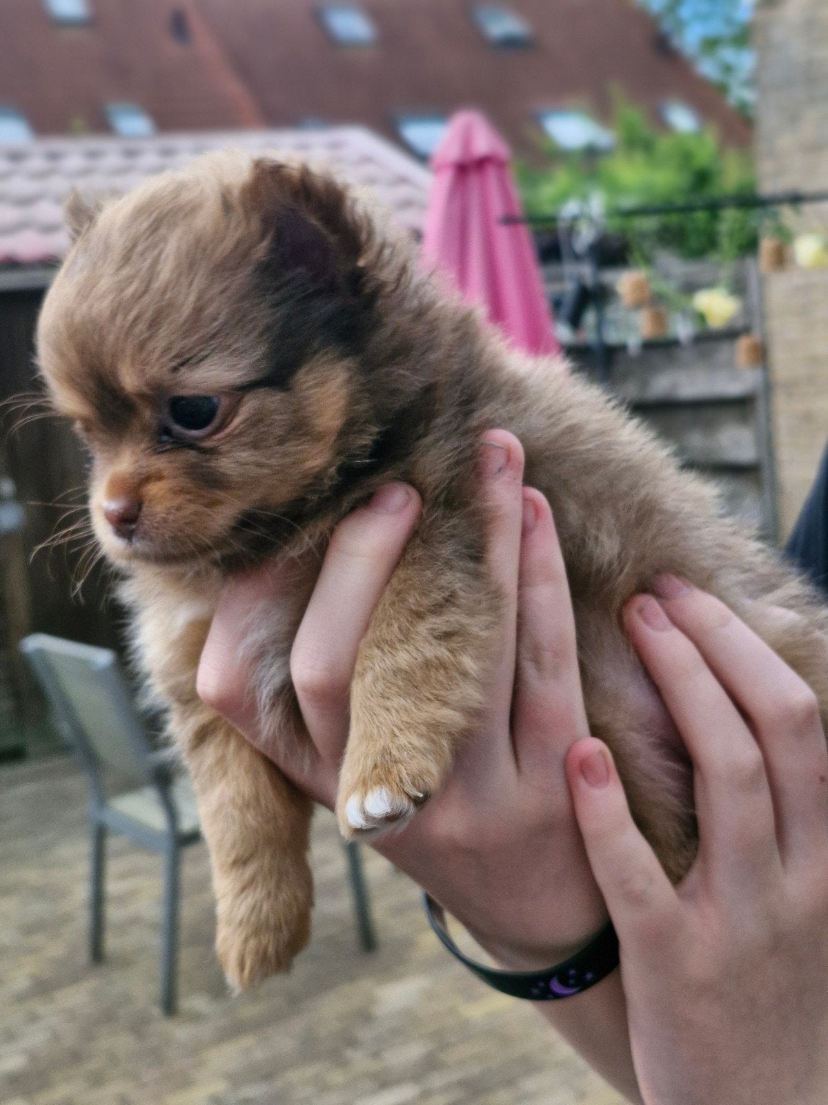 Prachtige Pomchi puppies nog 2 teefjes vrij 💞, Overige rassen, 8 tot 15 weken, Meerdere, Meerdere dieren