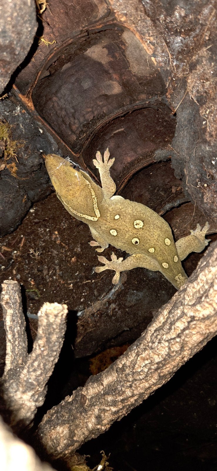 sarasinorum gekko, Hagedis, 3 tot 6 jaar