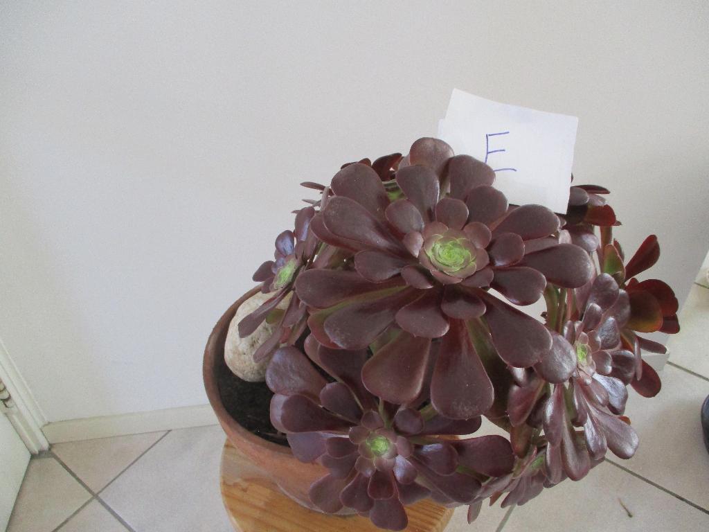 Aeonium vetplanten, Tuin en Terras, Vaste plant, Bloeit niet, Halfschaduw, Ophalen