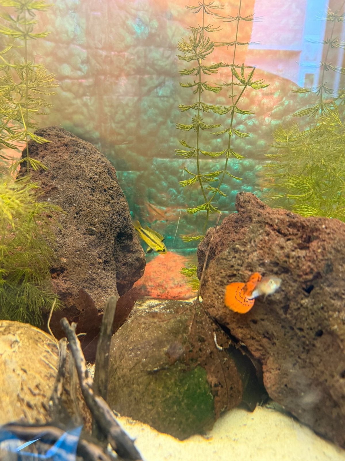 2x Mooie & Gezonde Apistogramma cacatuoides Vrouwtjes, Dieren en Toebehoren, Vis