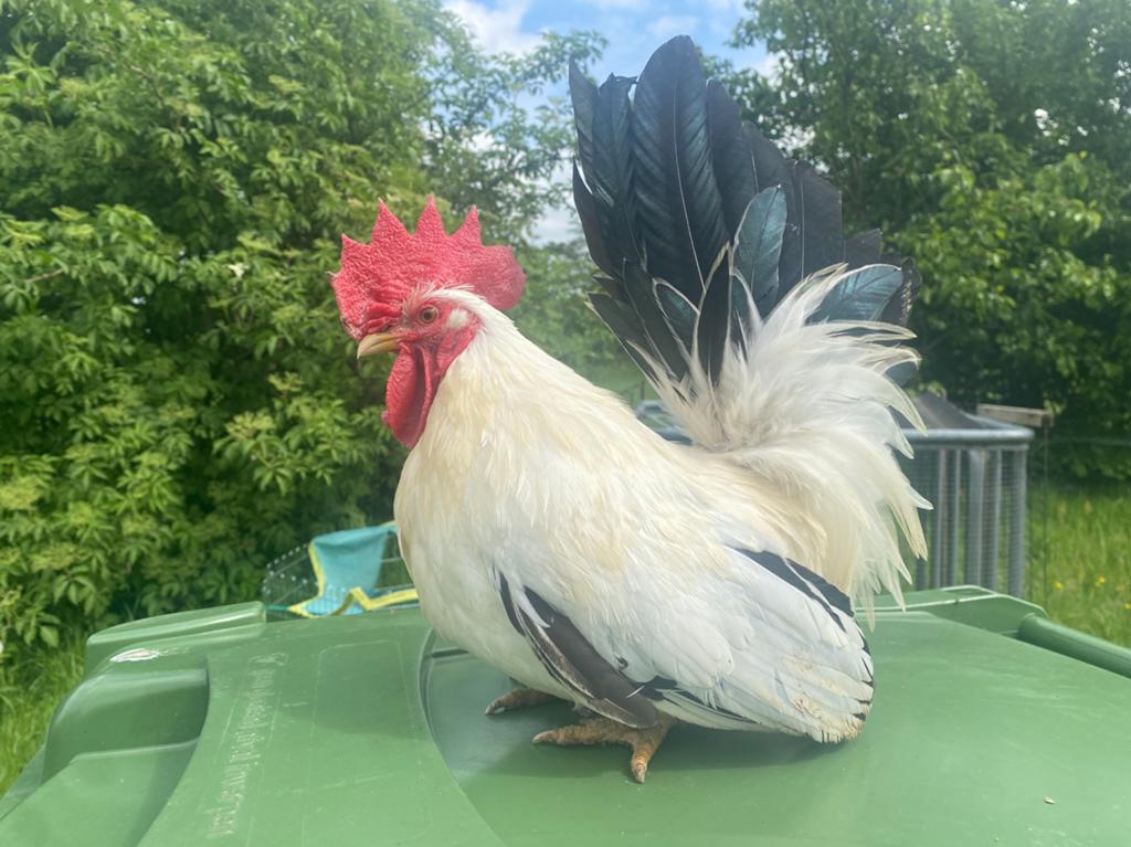 2 maal toom chabo wit zwartstaart, Dieren en Toebehoren, Pluimvee, Meerdere dieren, Kip