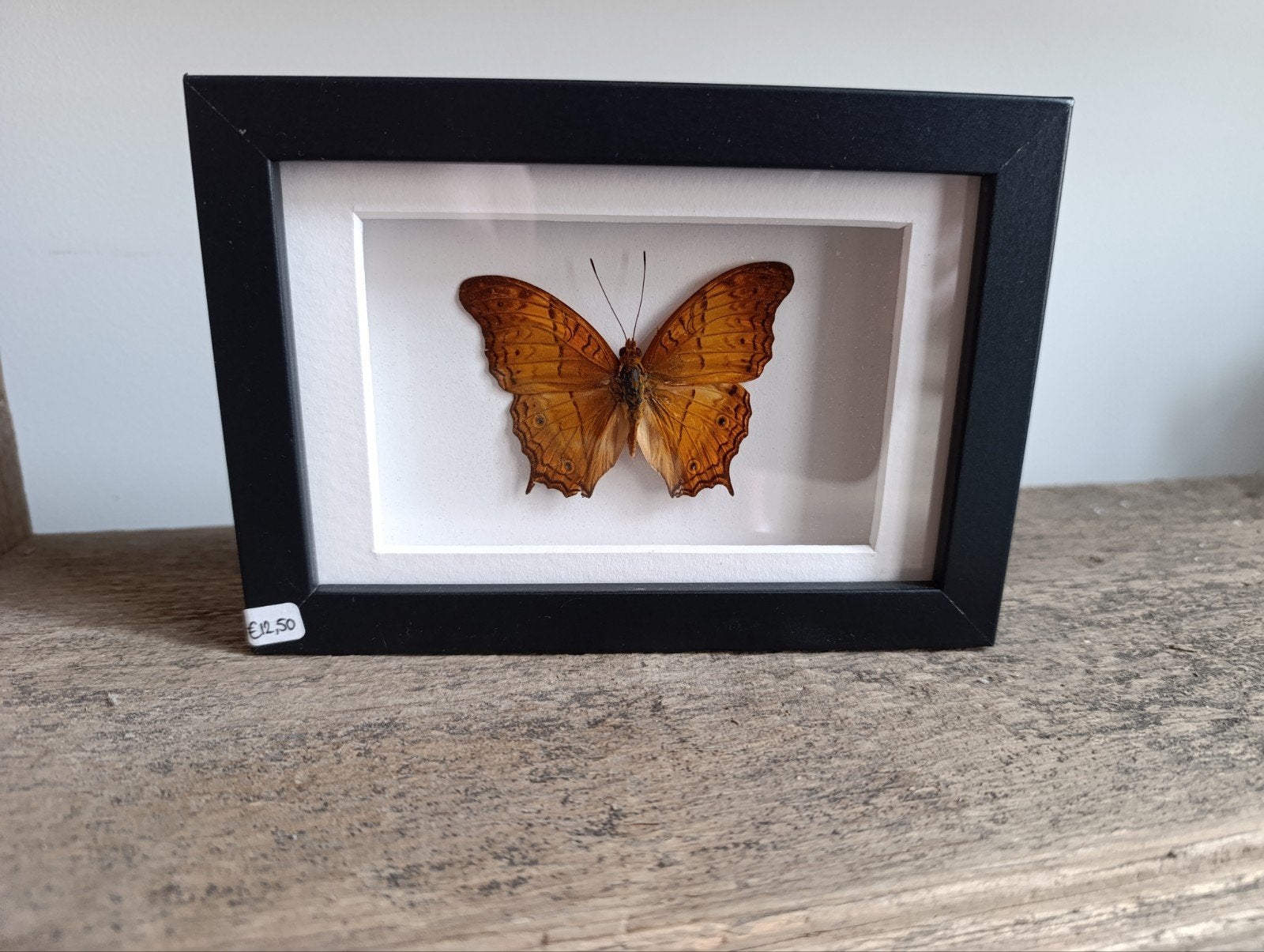 Vlinder - Vindula Erota - Zelf geprepareerd in lijst!, Verzamelen, Ophalen, Insect, Opgezet dier