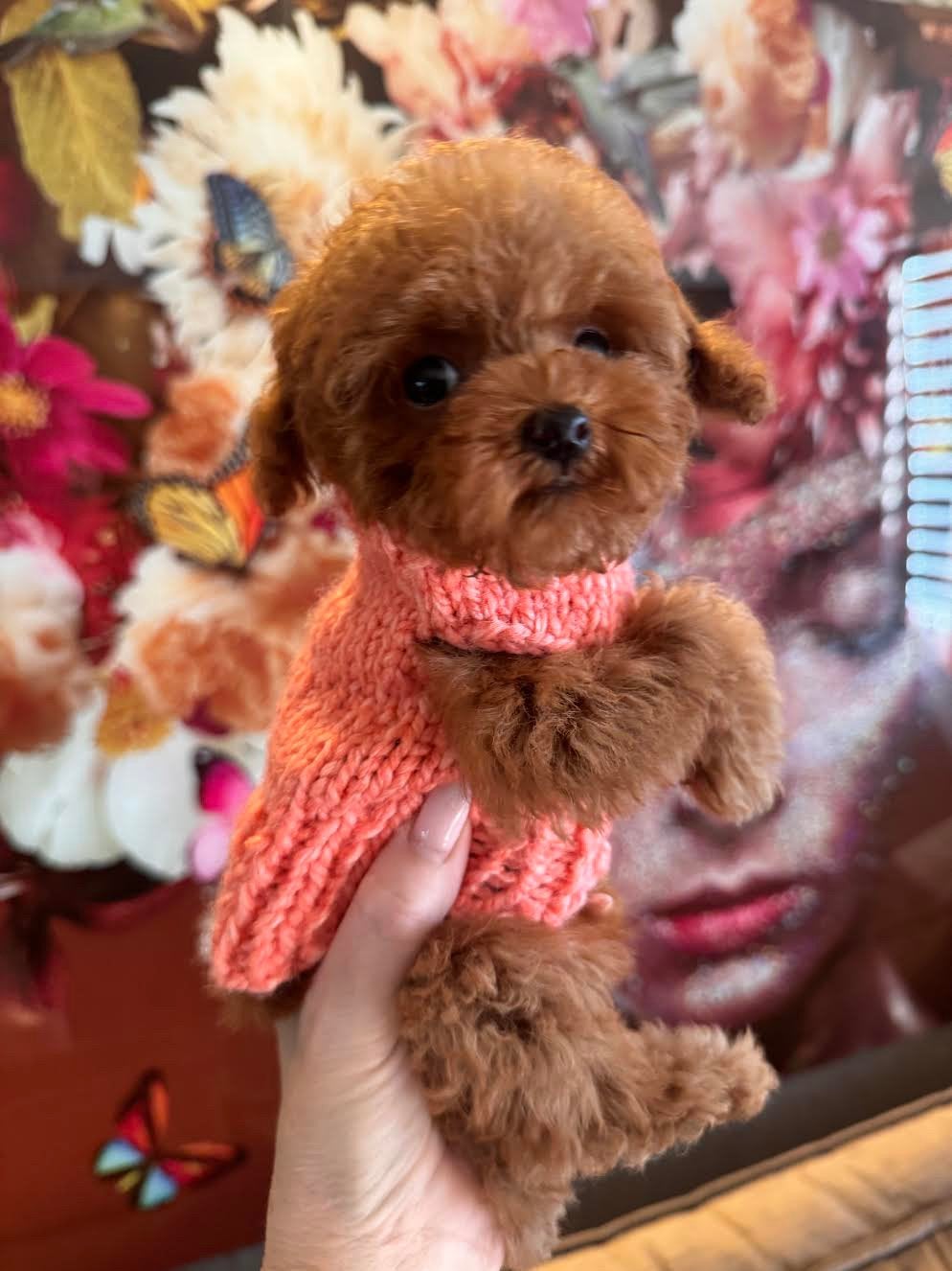 HANDMADE trui PUP Jong hondje chihuahua toypoedel Teacup Pom, Dieren en Toebehoren, Ophalen of Verzenden, Nieuw, Hondentrui, Elastische pasvorm