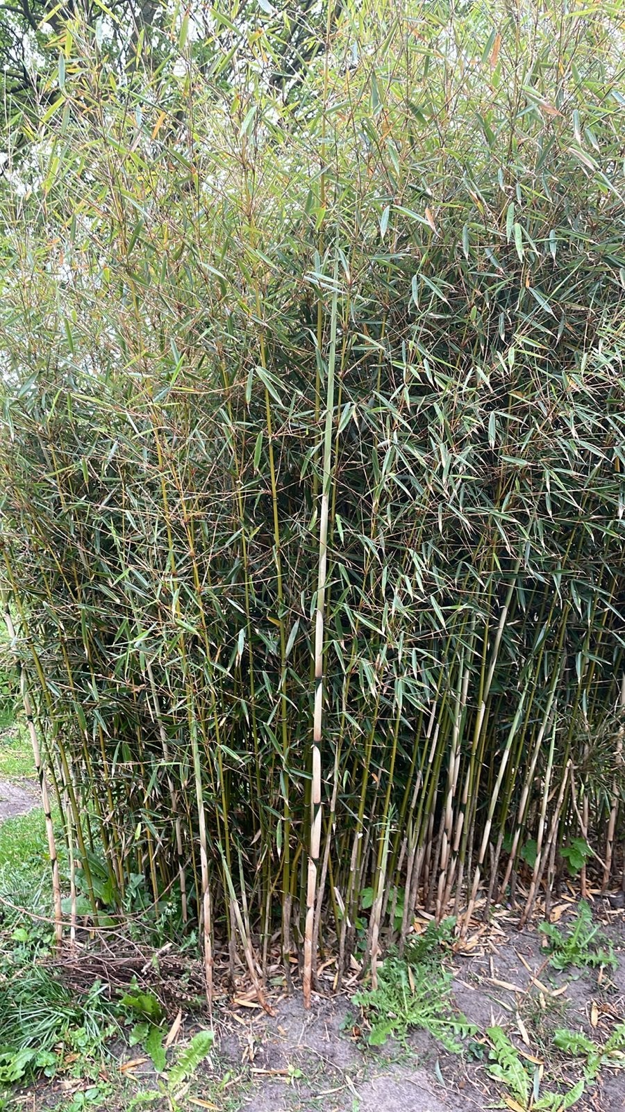 Sterke Bamboe - fargesia robusta cambel, Ophalen, Volle zon, Vaste plant, Siergrassen