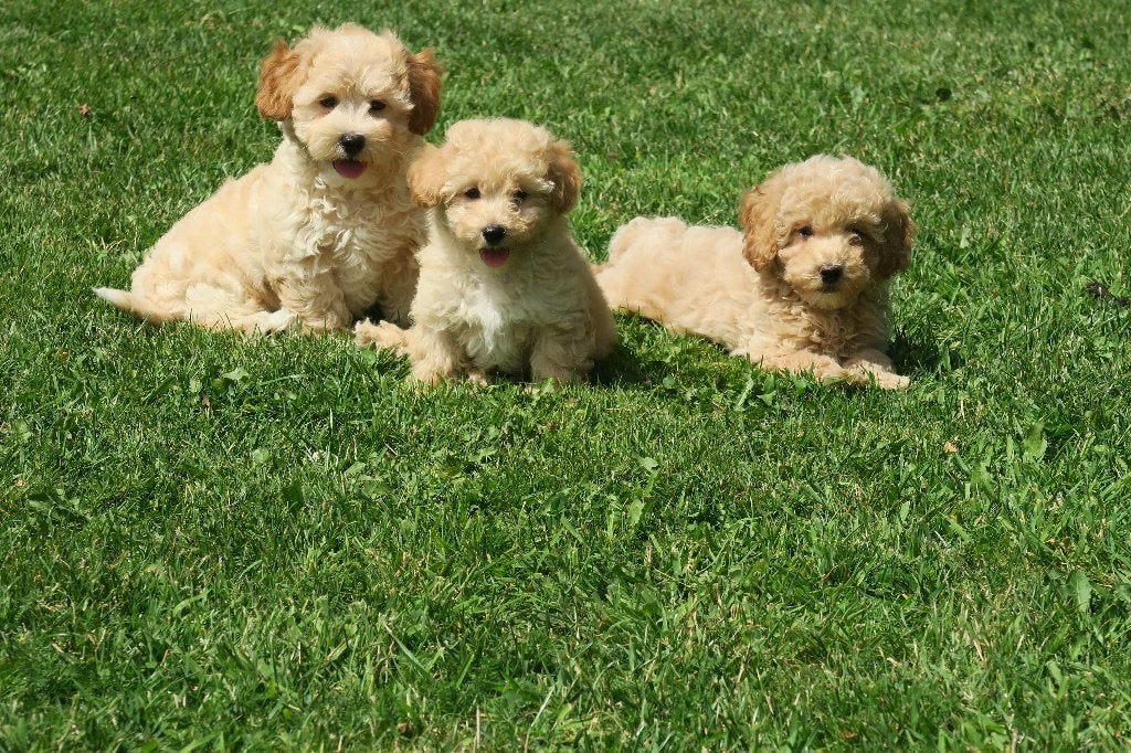 Leuke Kleine Maltipoo pups ( Maltezer x dwerg Poedel), Parvo, Maltezer, Nederland, Reu