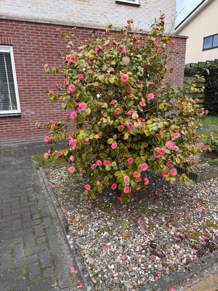Bloeiende Camelia - 2 Prachtige Tuinplant, Vaste plant, Halfschaduw, Lente, Ophalen
