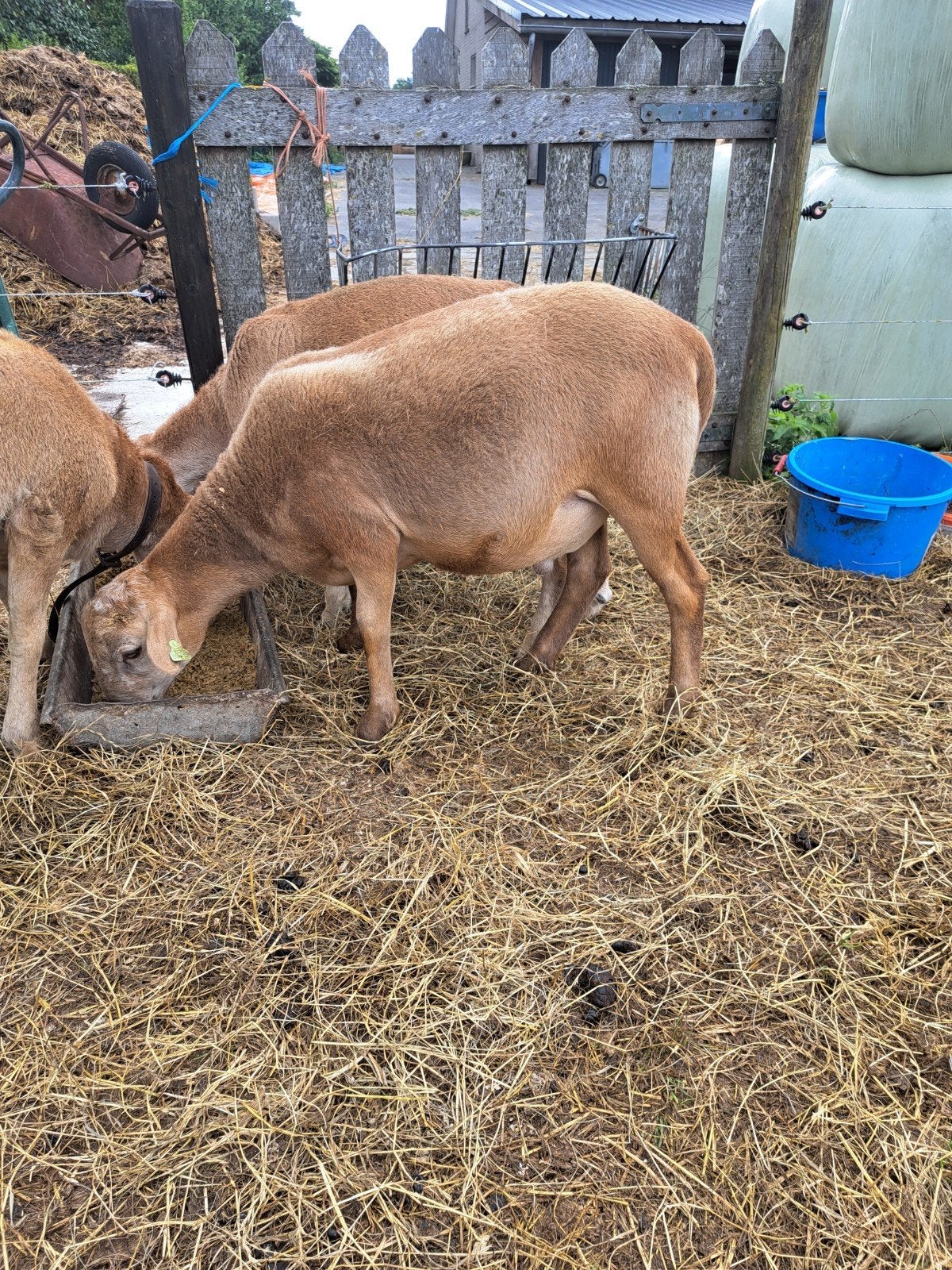 Tekoop nog 3 jonge Nolana dekrammen Zwoegervrij., Meerdere dieren, Schaap