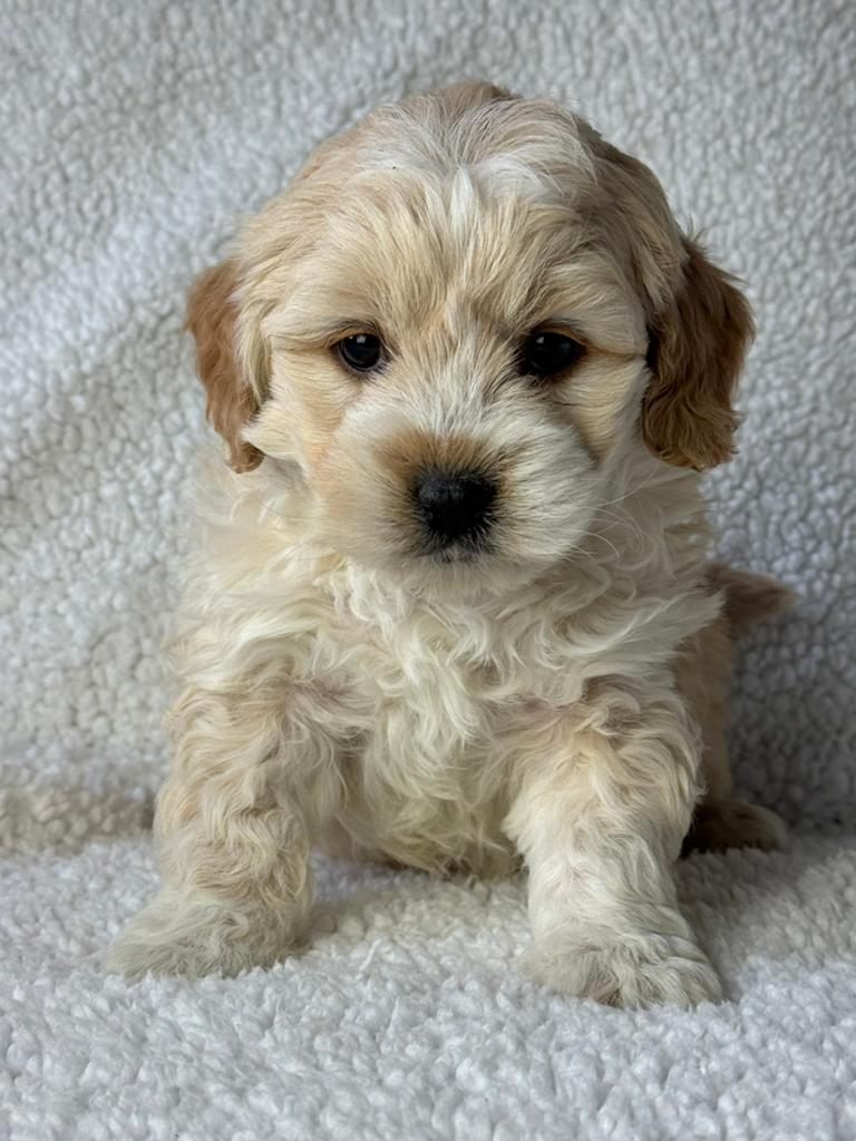 Maltipoo pups  teefje 1750€ super mooi reu 1650, Nederland, Parvo, Overige rassen, 8 tot 15 weken