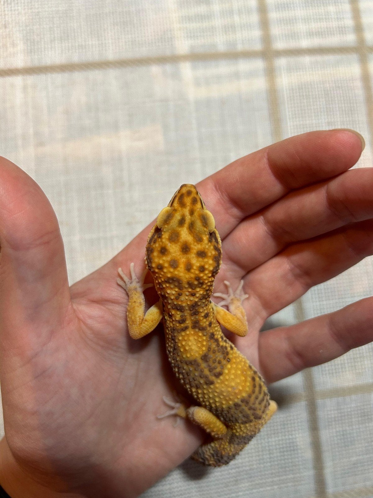 luipaardgekko - 1.0.0 Leopard Gecko photo 4
