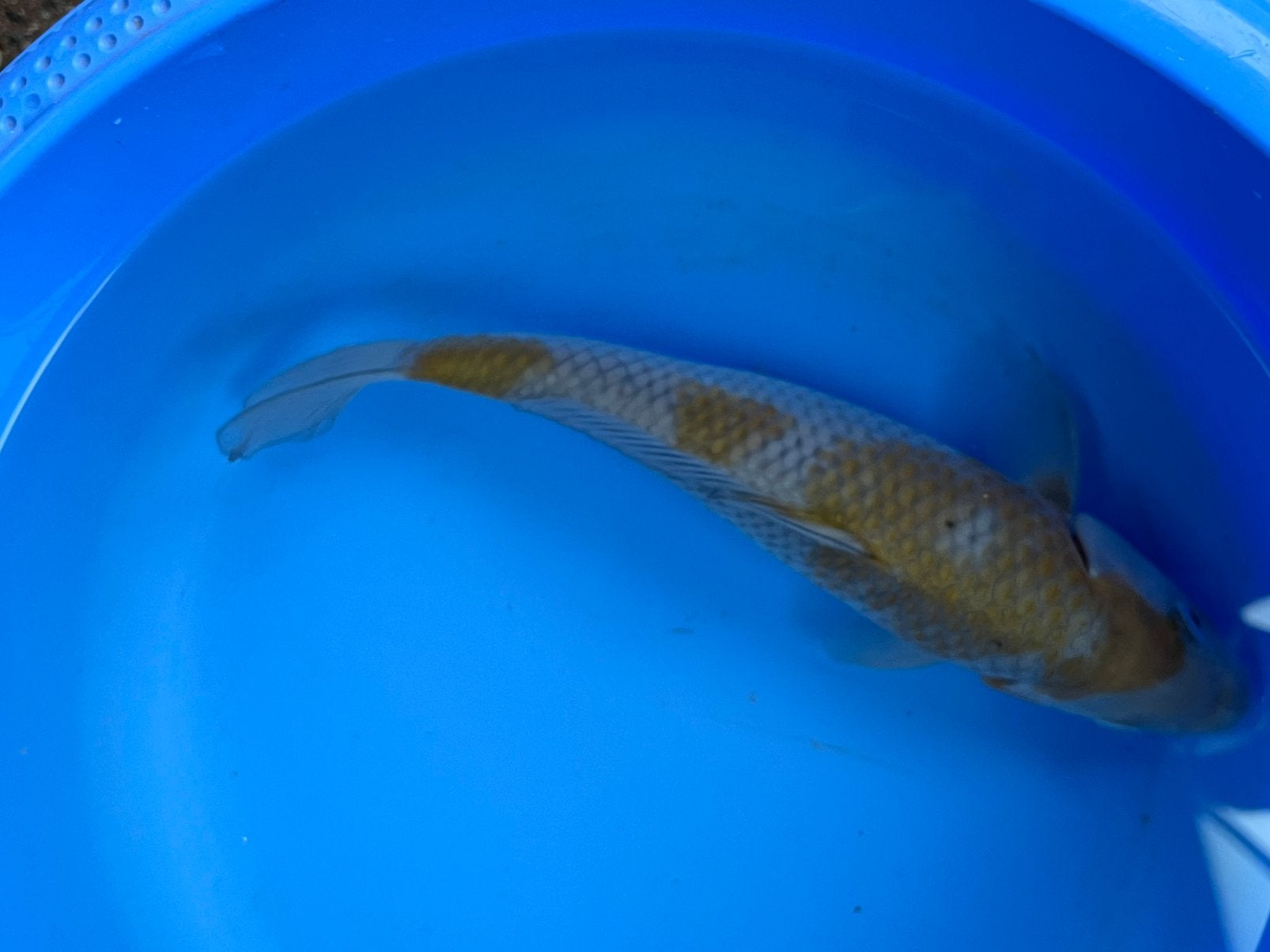 Ochiba, Dieren en Toebehoren, Vissen | Vijvervissen, Karper of Koi