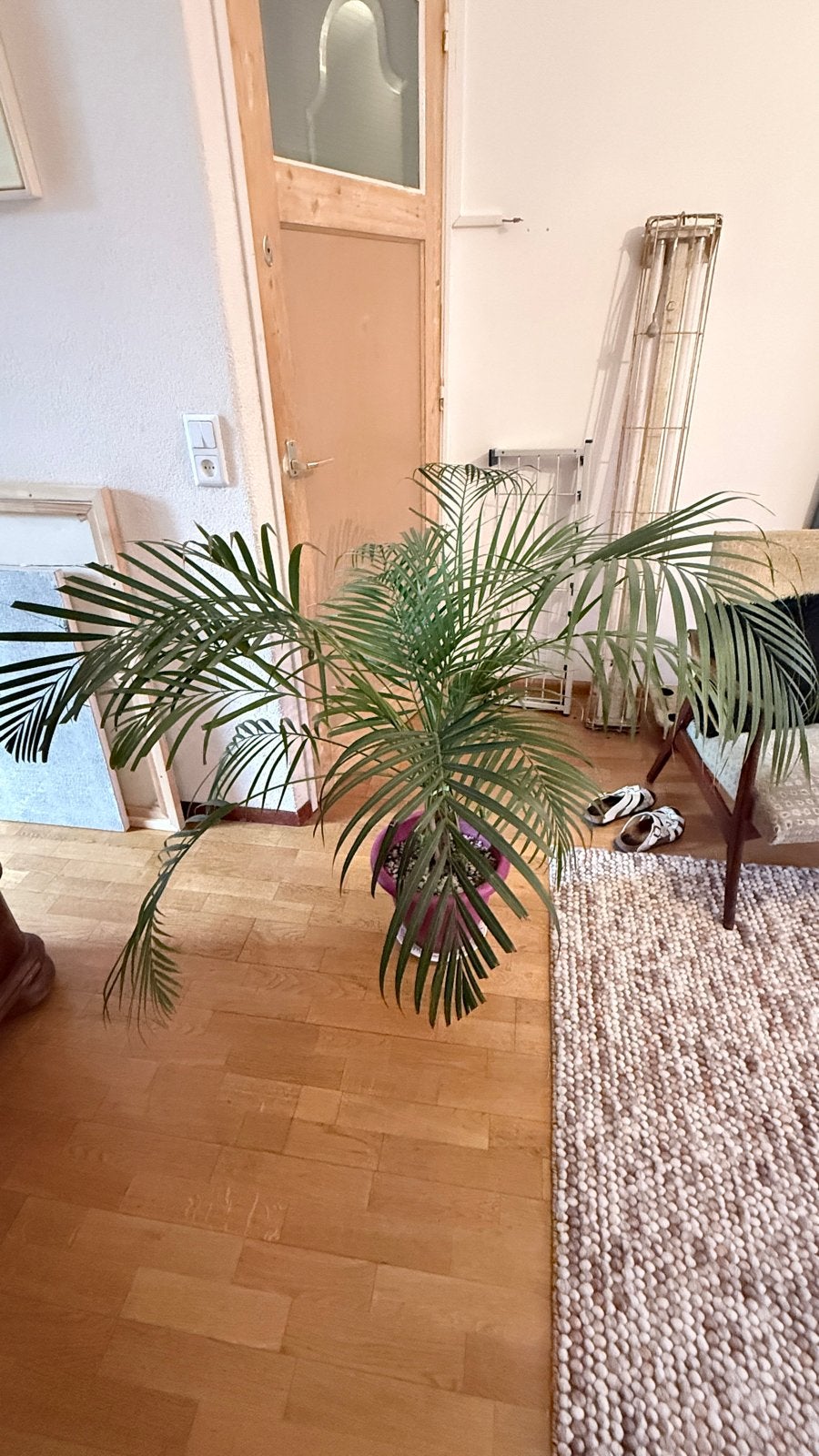 Areca palm (Dypsis lutescens) in pot 100 cm hoog., Ophalen, 100 tot 150 cm, Palm, Halfschaduw