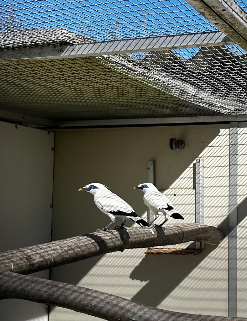 Bali spreeuwen van 2025, Meerdere dieren, Tropenvogel, Geringd