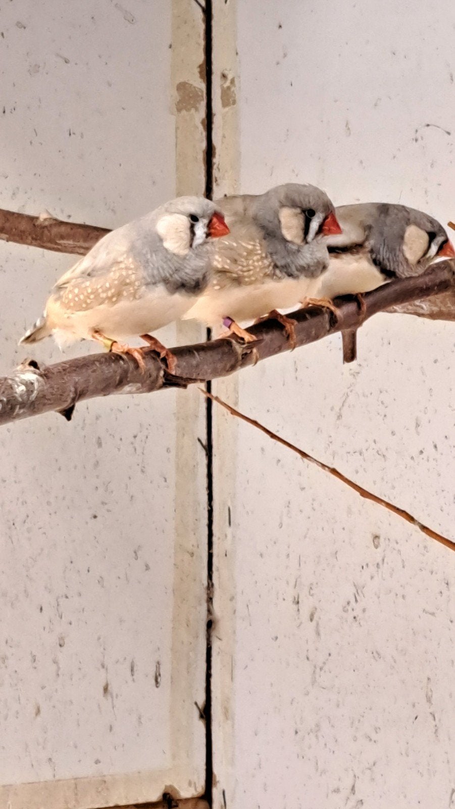 30 tal grote tt zebravinken, Dieren en Toebehoren, Vogels | Overige Vogels, Meerdere dieren, Geringd