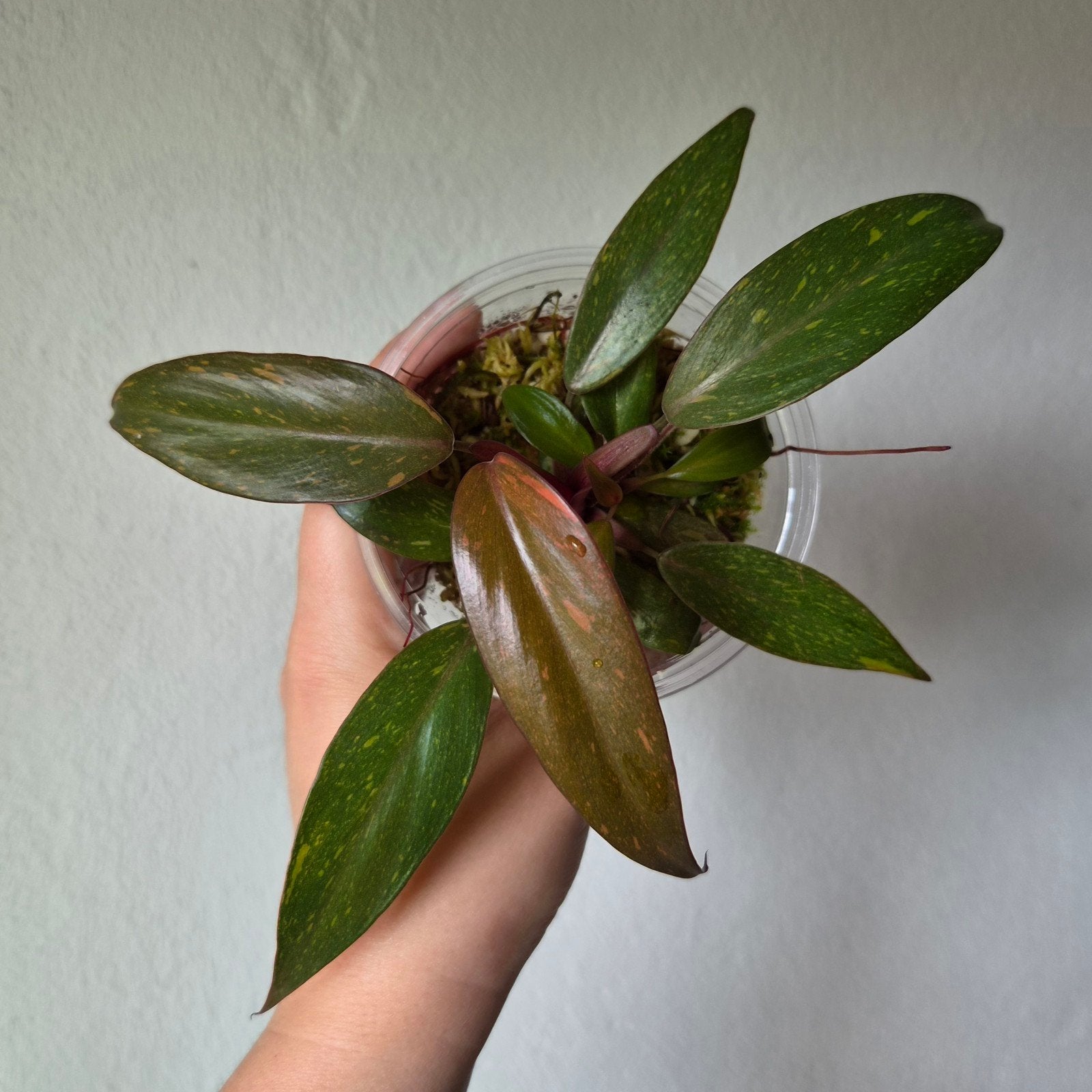 Philodendron Orange Princess Marble, Huis en Inrichting, Kamerplanten, Ophalen of Verzenden