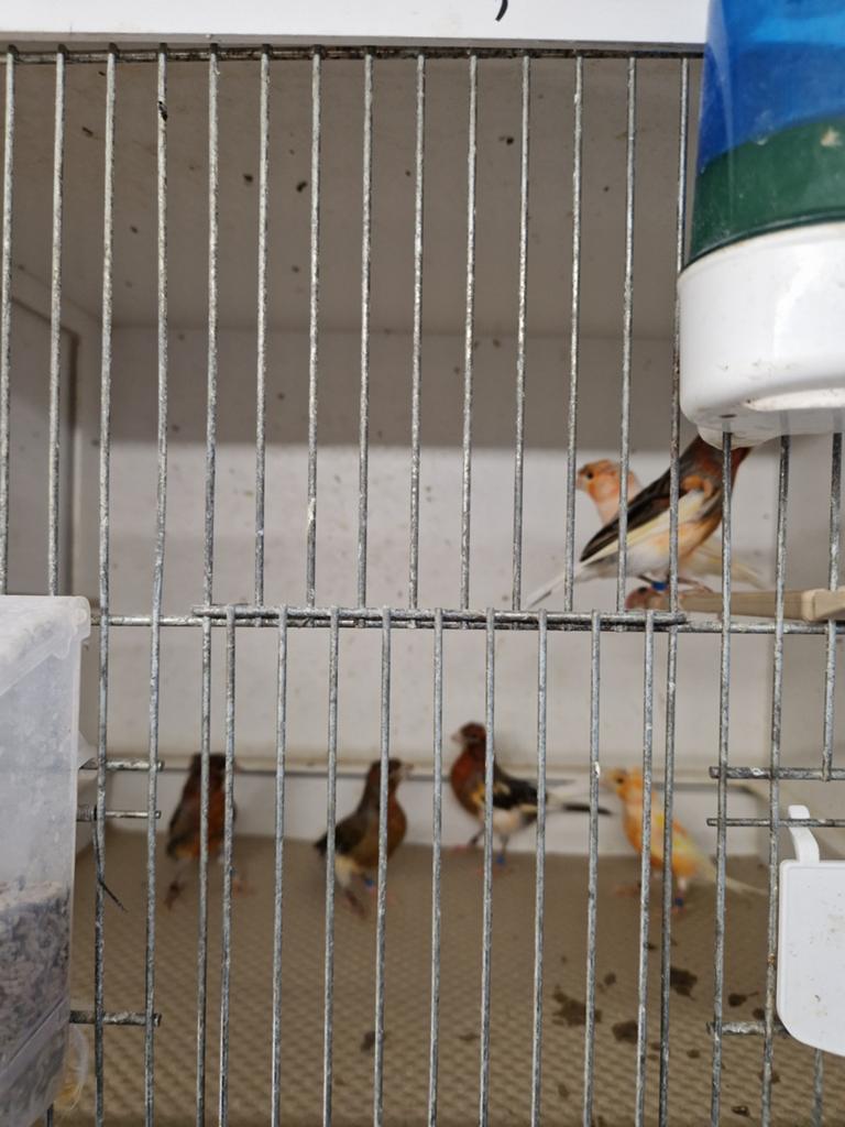 Harlekijn kanaries Mannen 6 stuks, Dieren en Toebehoren, Vogels | Kanaries, Mannelijk, Kleurkanarie