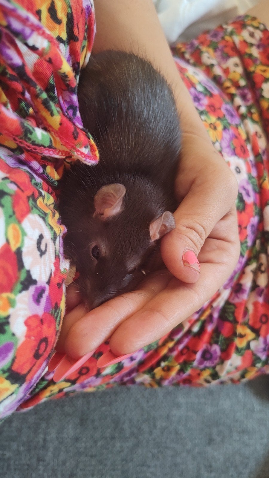 nog 4 zwarte mannetjes ratjes, Dieren en Toebehoren, Knaagdieren, Rat, Mannelijk, Mei, Tam