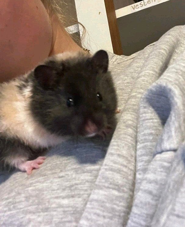 Lief zwart driekleur langhaar hamster baby vrouwtje, Dieren en Toebehoren, Hamster, Augustus, Vrouwelijk, Tam
