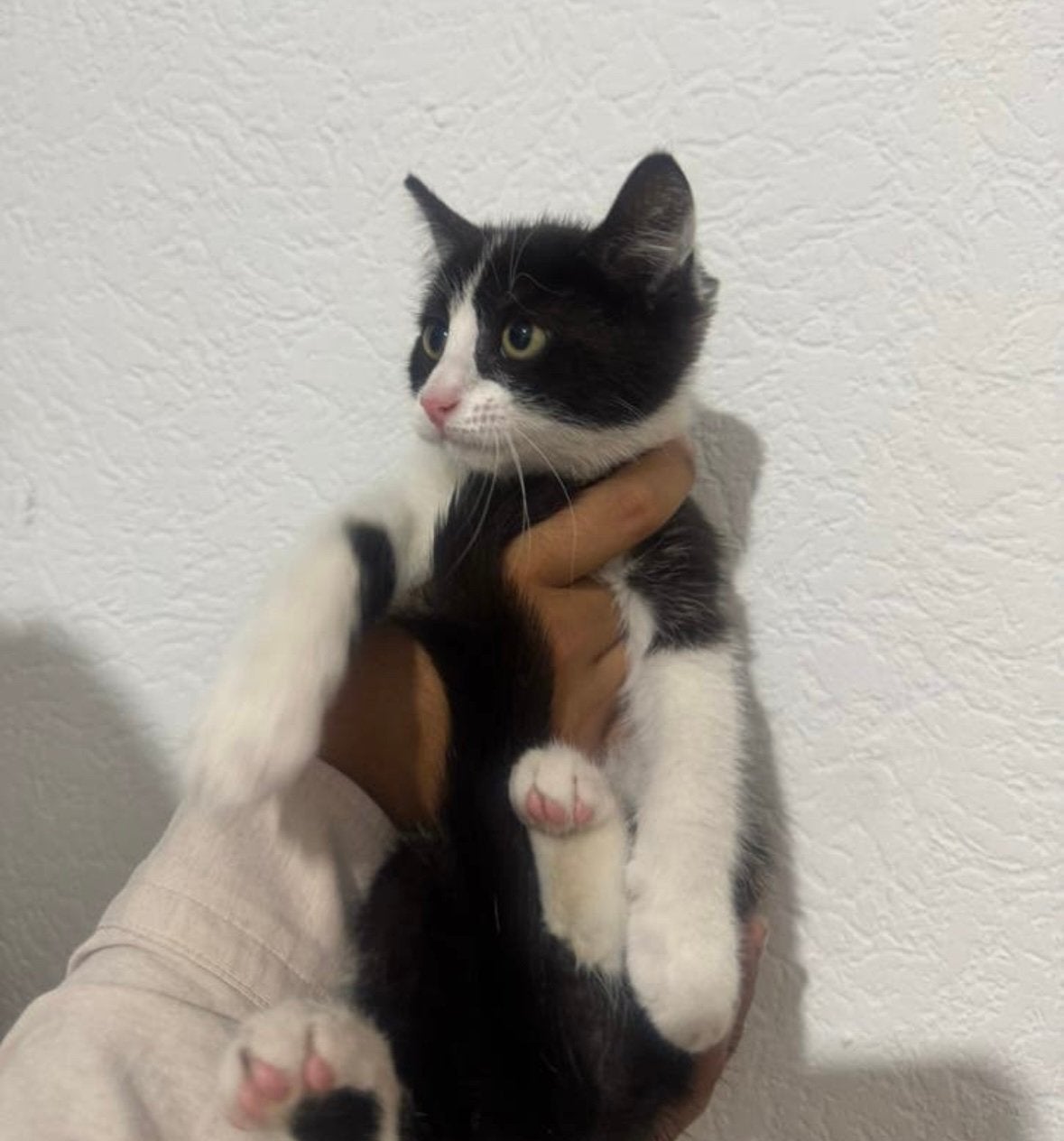 Kittens te koop, Dieren en Toebehoren, Katten en Kittens | Raskatten | Korthaar, Meerdere dieren, Ontwormd