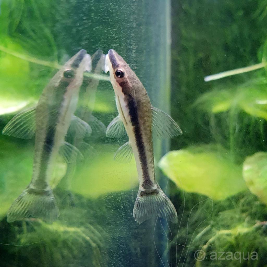 6 gezonde Otocinclus-vissen, Vis