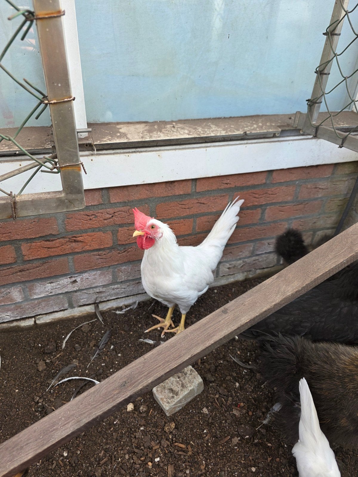 jonge witte leghorn haan, Dieren en Toebehoren, Pluimvee, Mannelijk, Kip