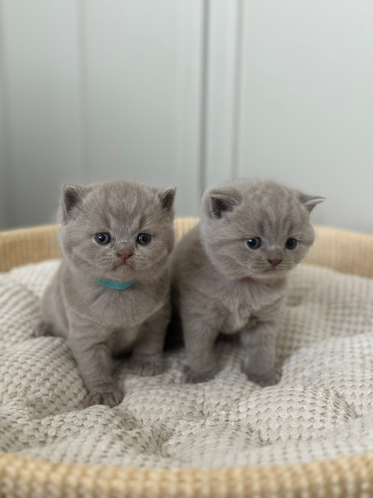 Britse korthaar kittens, Meerdere dieren, Ontwormd, 0 tot 2 jaar