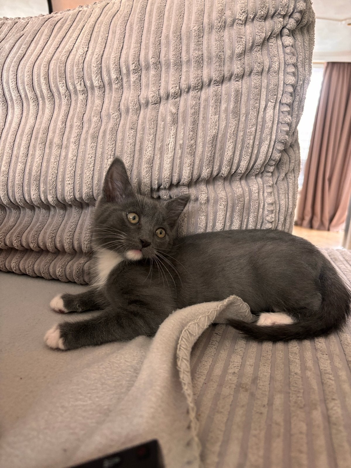 Grijze europeese korthaar, Kater
