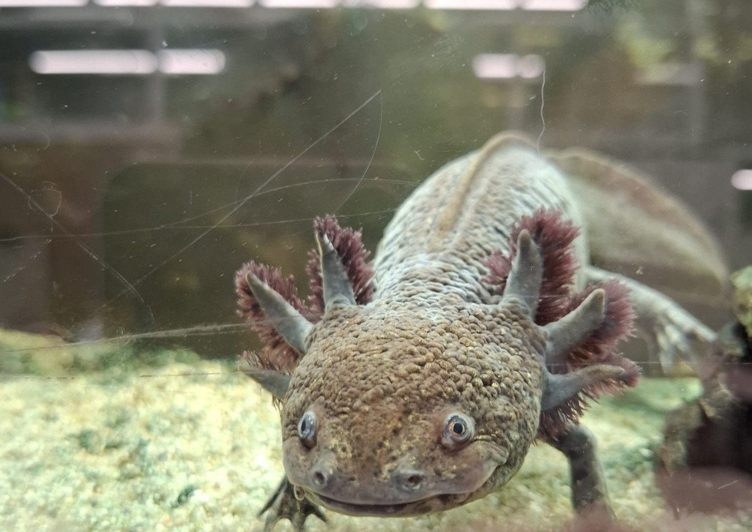 Axolotl, Dieren en Toebehoren, Reptielen en Amfibieën, Amfibie