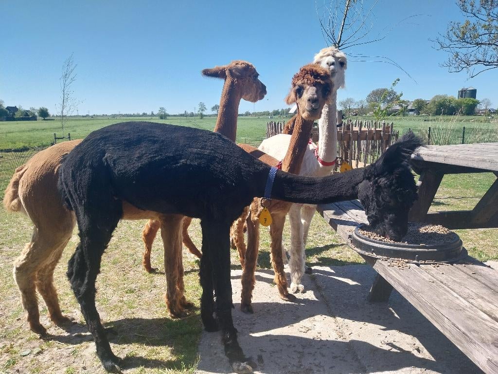 Te koop alpaca hengst, Dieren en Toebehoren, Februari, Mannelijk