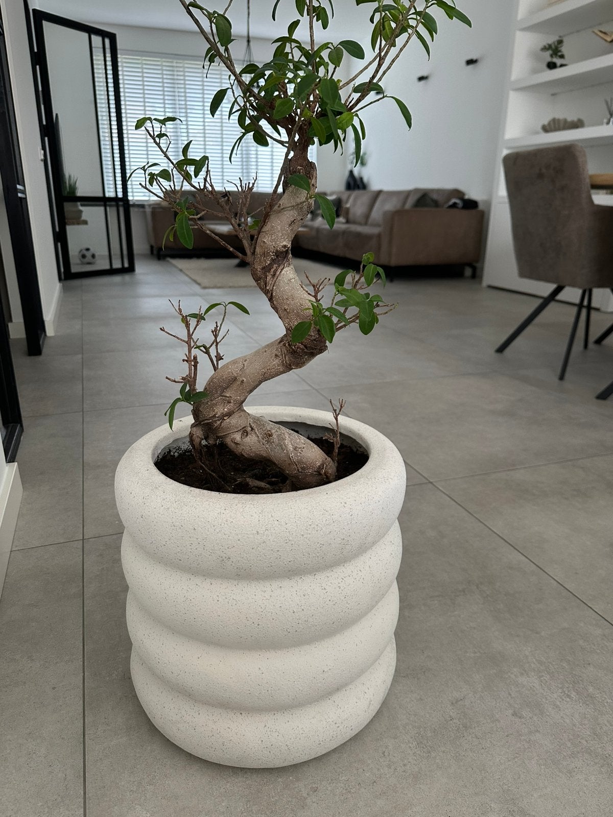 Bonsai plant (ficus), Huis en Inrichting, Ophalen, Zo goed als nieuw, 75 m² of meer, Laminaat