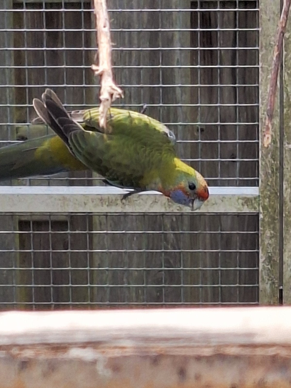 Adelaide rosella, Dieren en Toebehoren, Vogels | Parkieten en Papegaaien, Vrouwelijk, Parkiet, Geringd