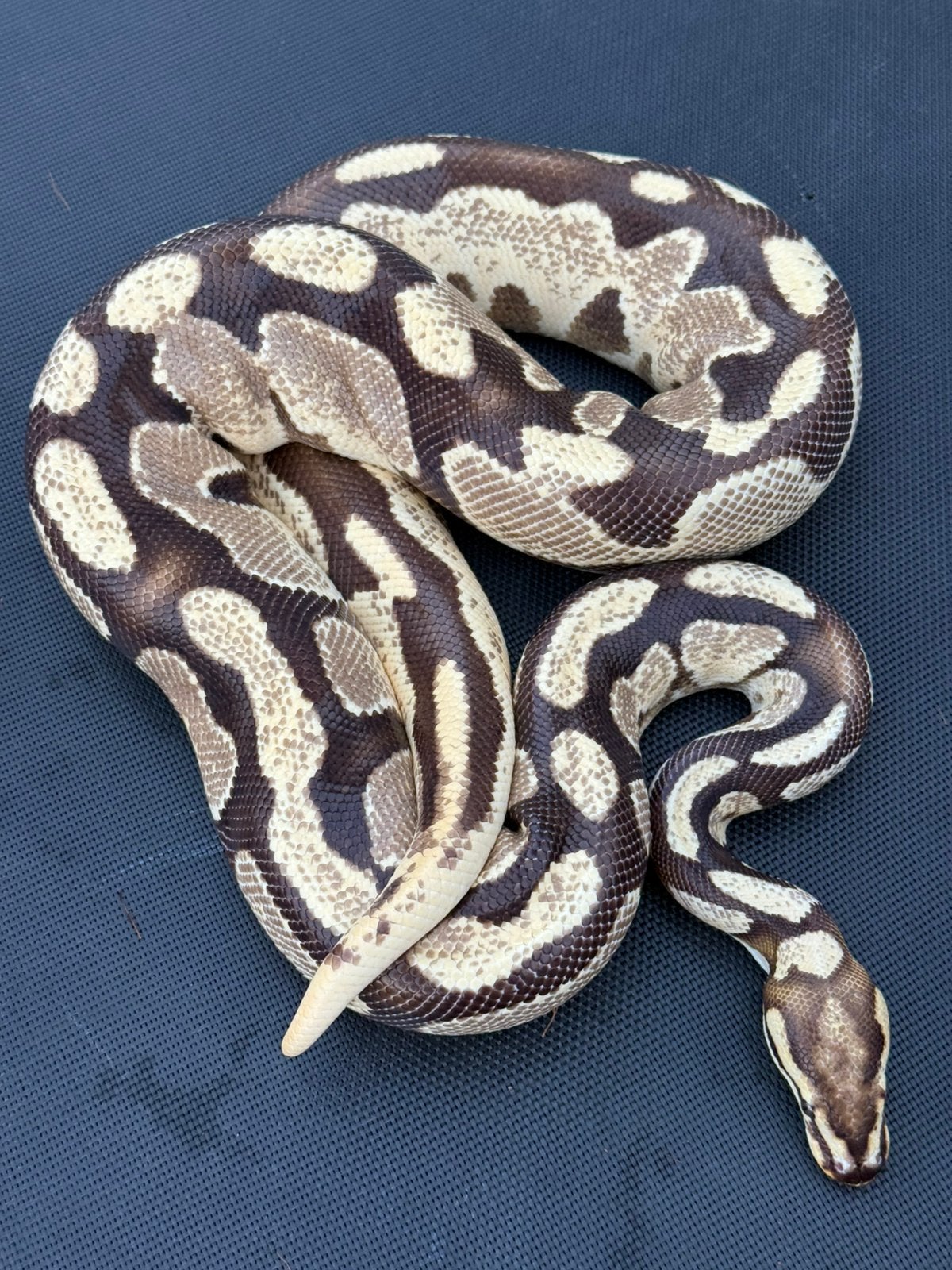 Ball pyrhon python Regius Ball Python photo 3