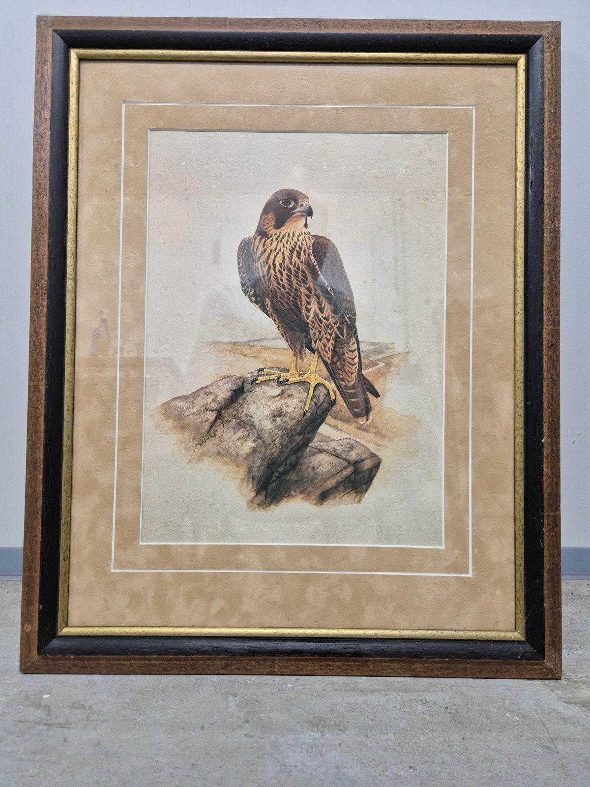 Jonge slechtvalk prent., Ophalen
