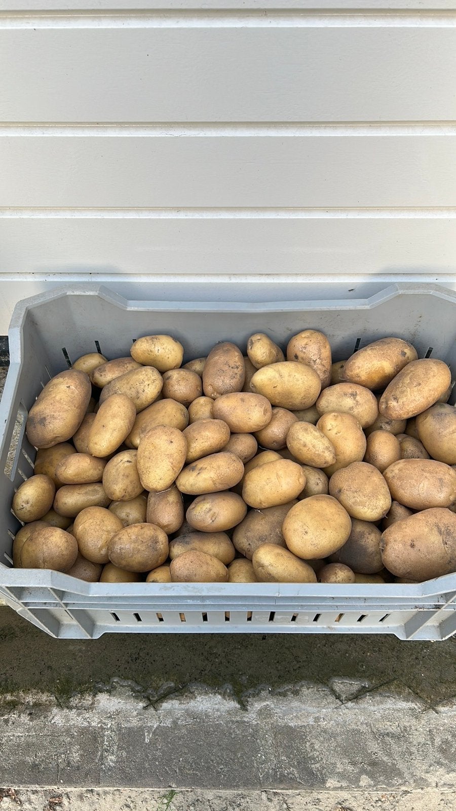 Vroege en late biologische nieuwe aardappelen, Ophalen