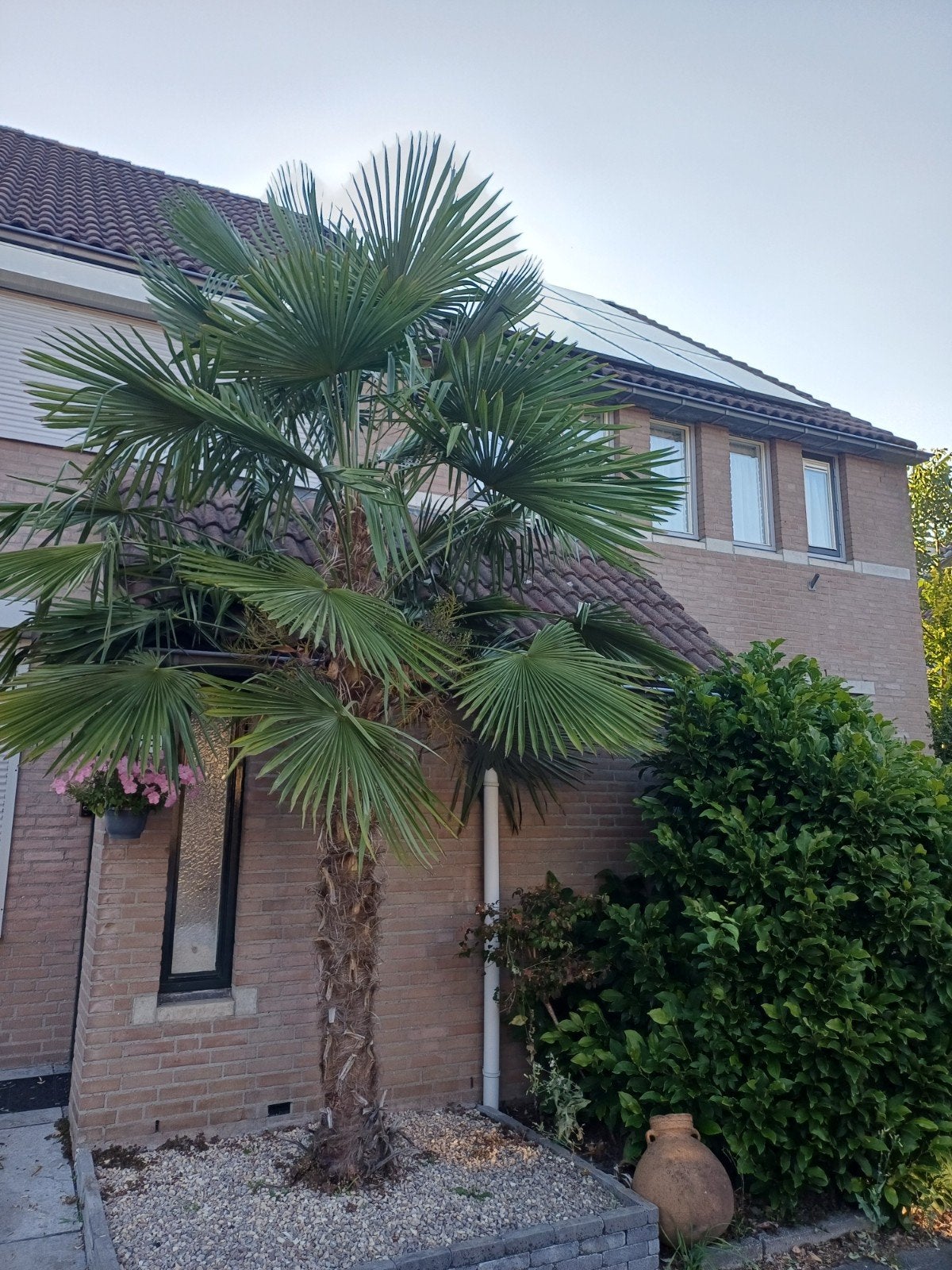 Trachycarpus Fortunei Palmboom - Winterharde Palm, Volle zon, Vaste plant, Bloeit niet, Ophalen