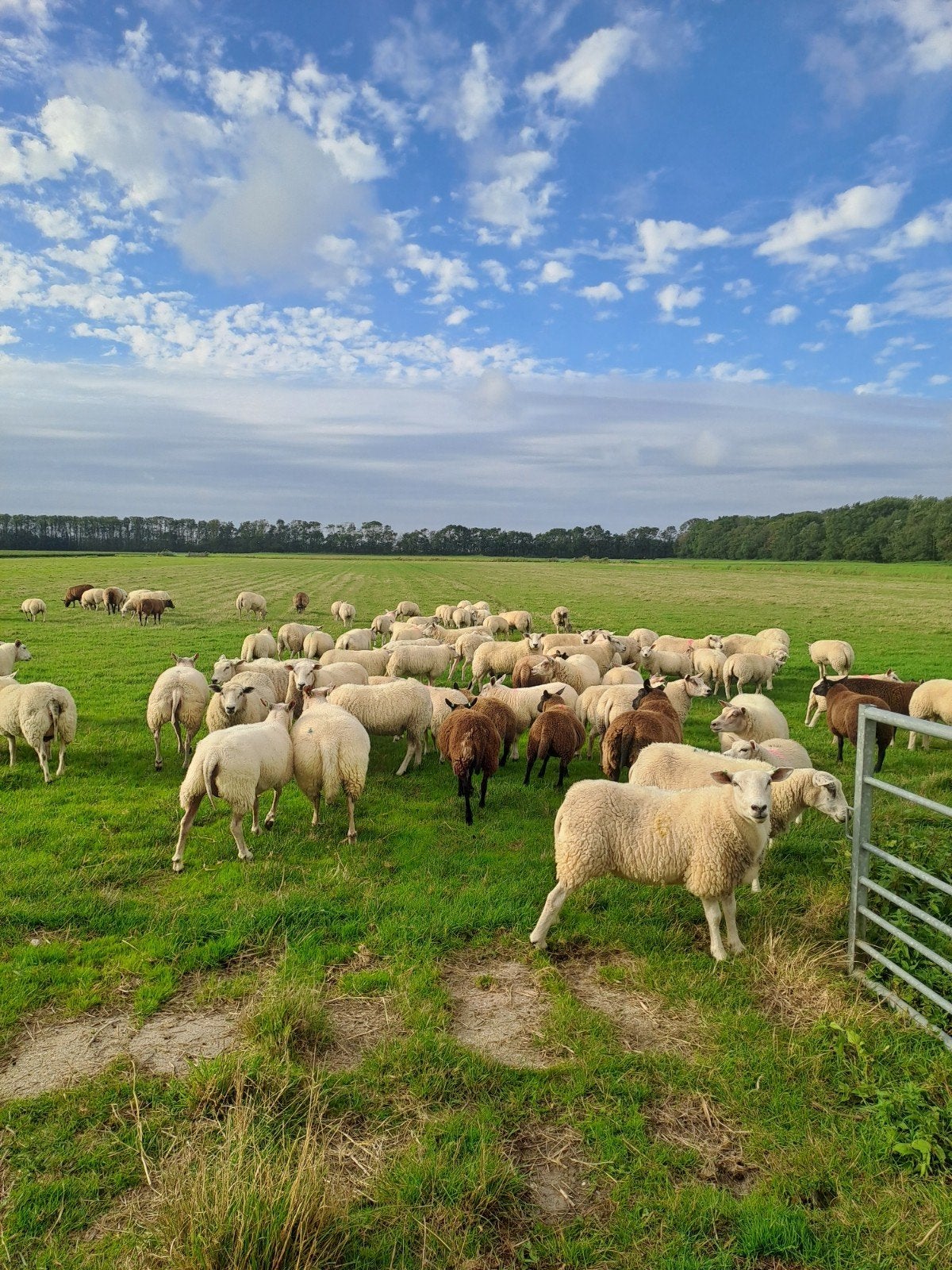 jonge fok schapen, Dieren en Toebehoren, Meerdere dieren, Schaap