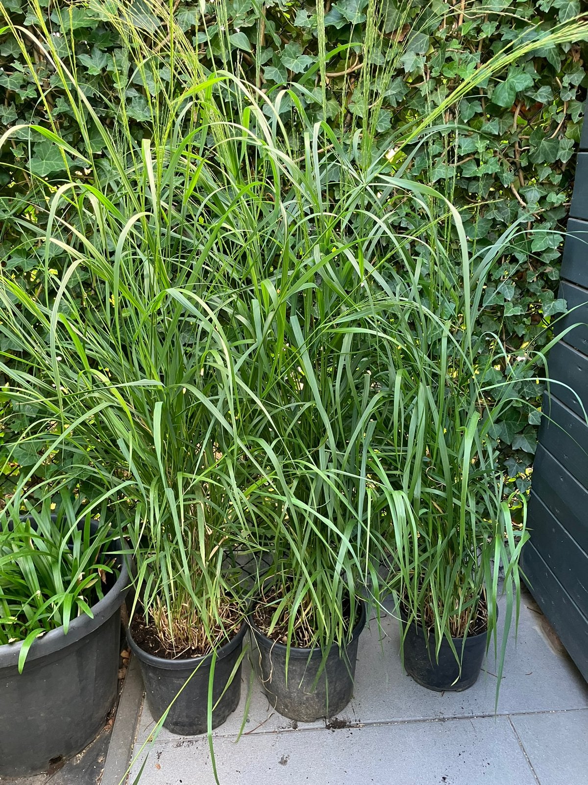 Siergras panicum virgatum heavy metal (hoge grassoort), Ophalen, Siergrassen, Volle zon