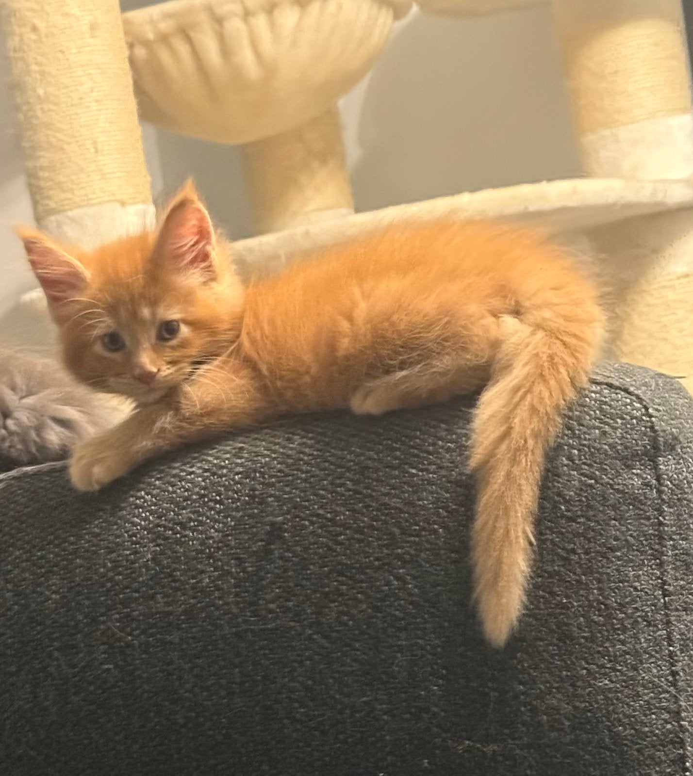 Maine Coon kittens met stamboom, Dieren en Toebehoren, Katten en Kittens | Raskatten | Langhaar, Meerdere dieren, Met stamboom