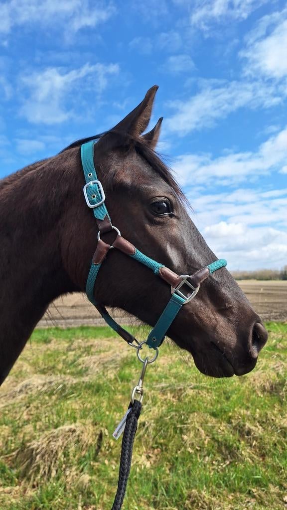 Stalling gezocht voor 2 jarige merrie, Weidegang