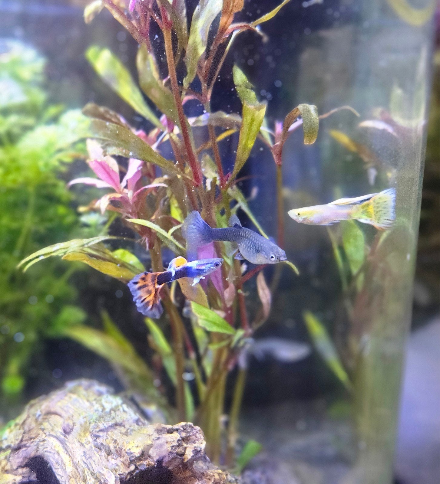 Vissen Guppies mannen en vrouwen, Dieren en Toebehoren, Vissen | Aquariumvissen, Vis, Zoetwatervis, Schoolvis