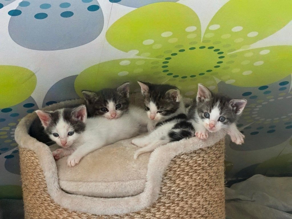 Kittens, Dieren en Toebehoren, Katten en Kittens | Raskatten | Korthaar, Poes, Ontwormd, 0 tot 2 jaar