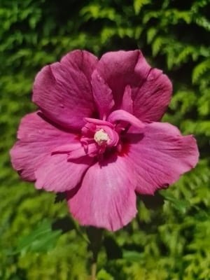 Hibiscus, slanke zuilvormige groei, in meerdere kleuren, Volle zon, Vaste plant, Zomer, Ophalen