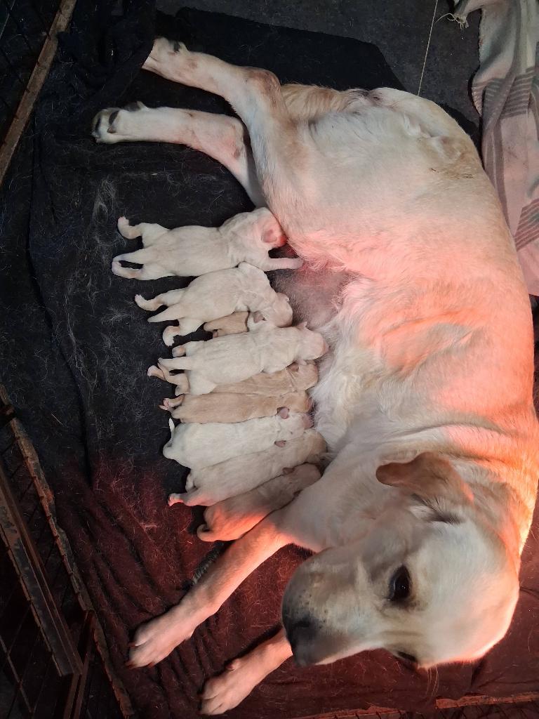 Goldenretriever pups, Overige rassen, 8 tot 15 weken, Parvo, Meerdere