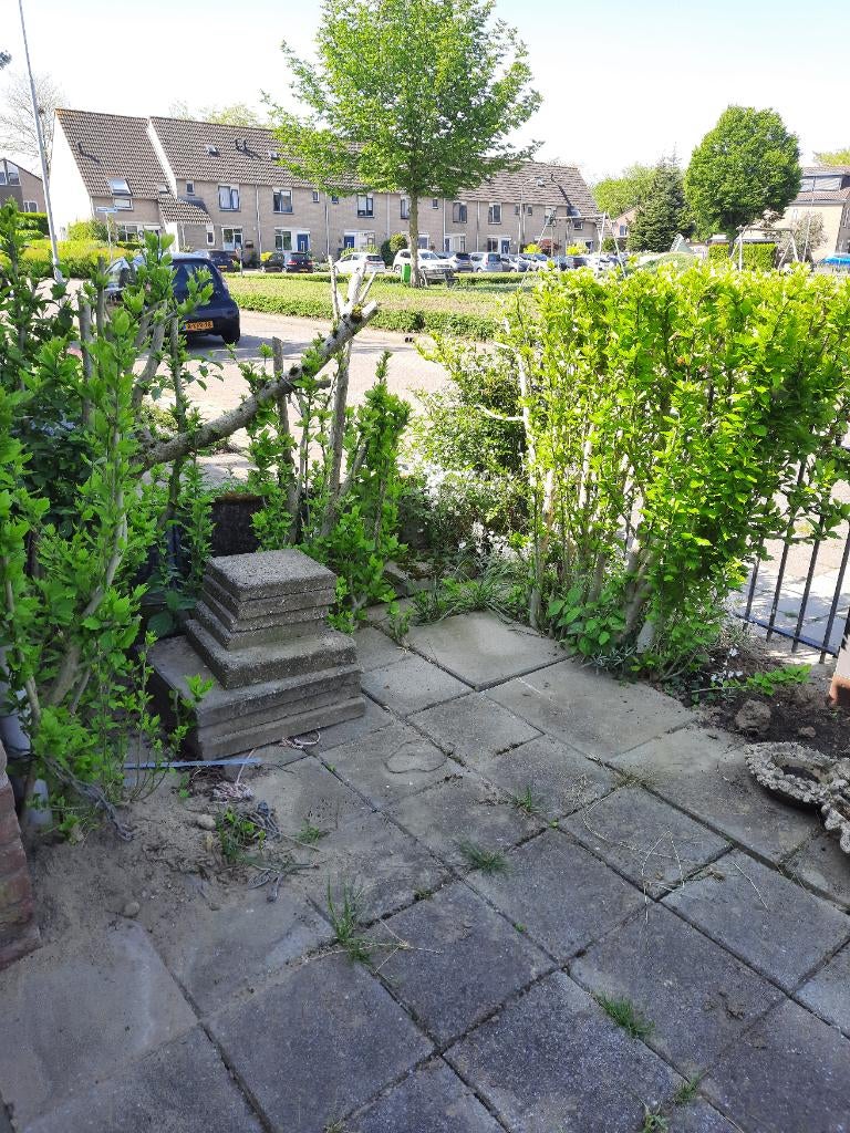 Hybiscus struiken gratis, Tuin en Terras, Ophalen, Overige soorten, Struik, Minder dan 100 cm