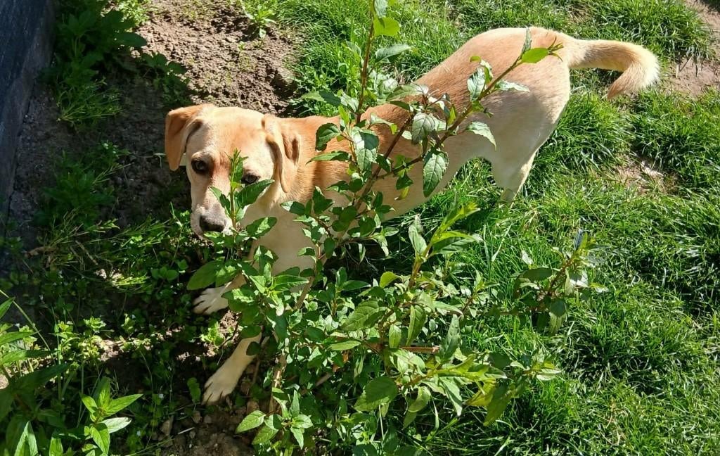 KLARISSA  LIEF SPEELS, JONG, TEEFJE, KLEIN MIDDELMAATJE, Dieren en Toebehoren, Honden | Niet-rashonden, 15 weken tot 1 jaar, Teef