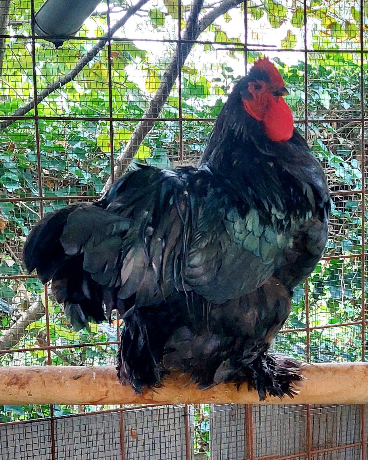 Gedumpte grote zwarte Cochin haan, Dieren en Toebehoren, Kip