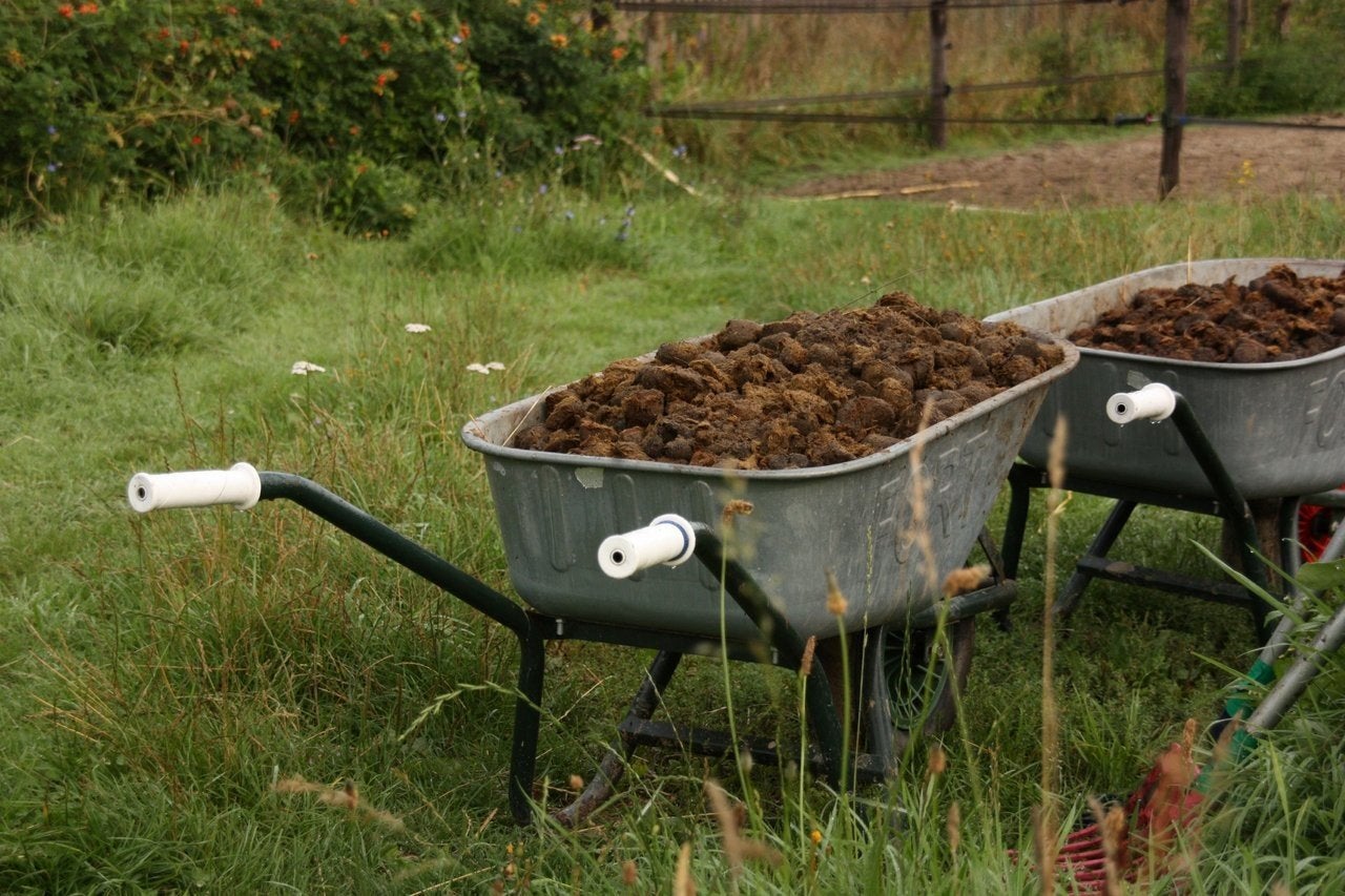 paardenmest - Ideaal voor uw tuin!, Ophalen