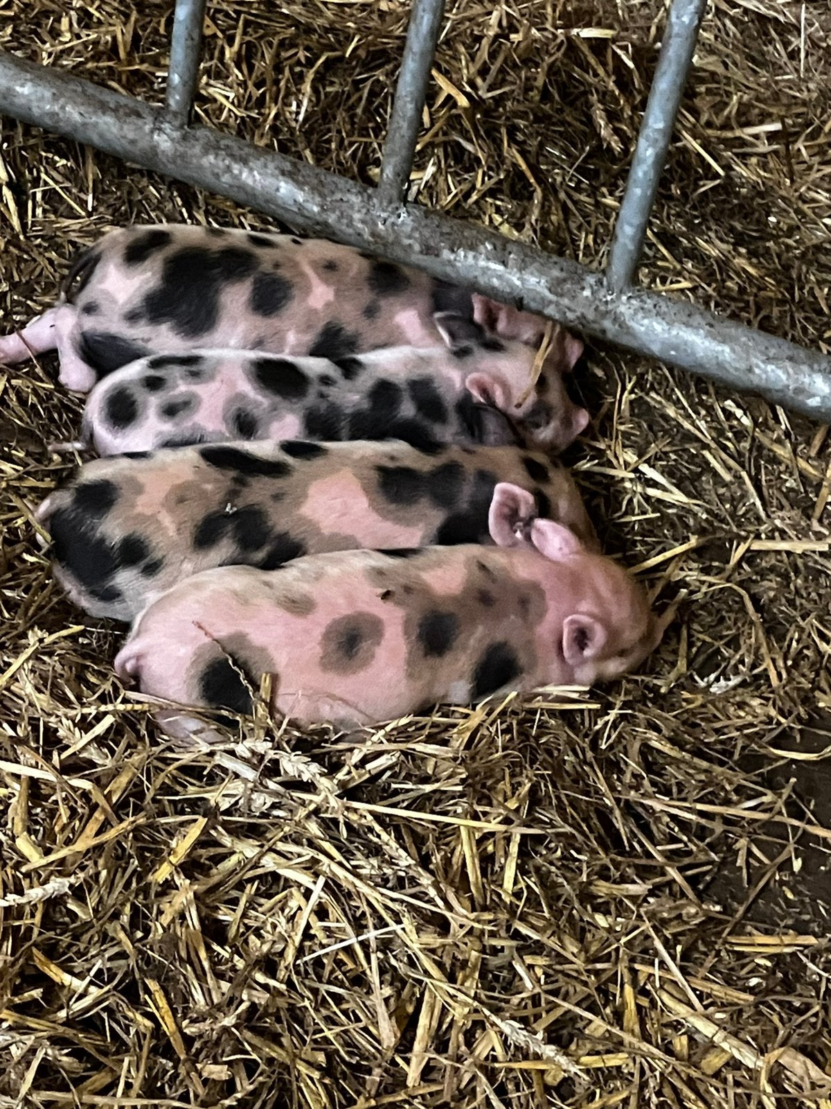 4 jonge kuna kuna biggen met moeder, Dieren en Toebehoren, Meerdere dieren, Varken, 0 tot 2 jaar