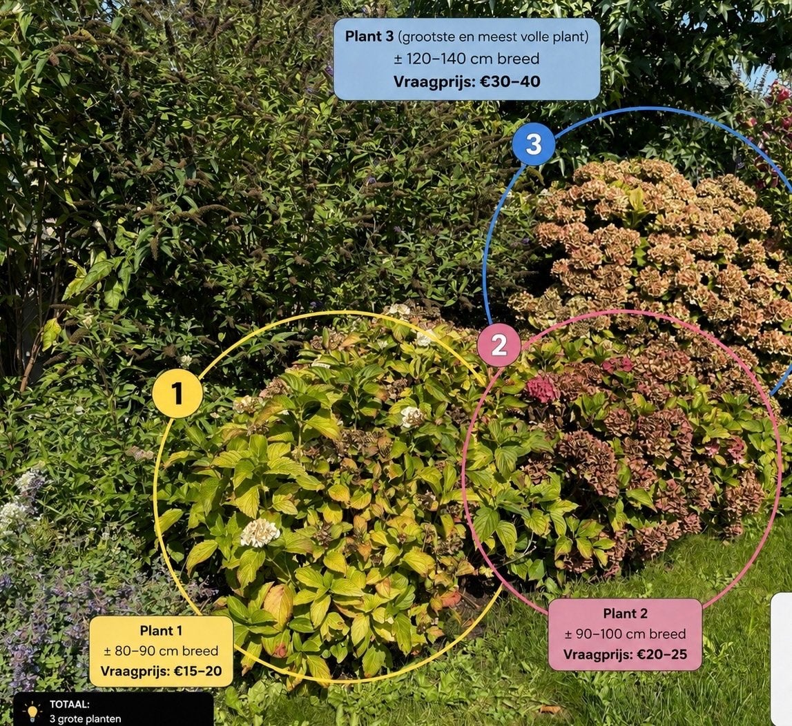 Hortensia's | 3 grote planten, Vaste plant, Halfschaduw, Zomer, Ophalen